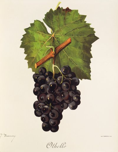 Othello szőlő, J. Troncy alkotó: Jules Troncy