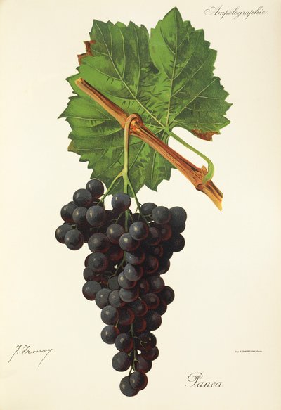 Panea szőlő, J. Troncy alkotó: Jules Troncy