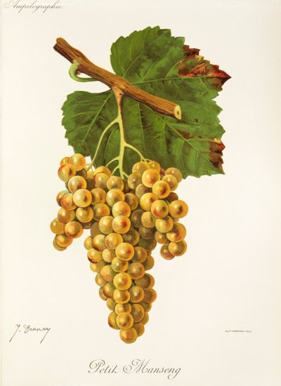 Petit Manseng szőlő, J. Troncy alkotó: Jules Troncy