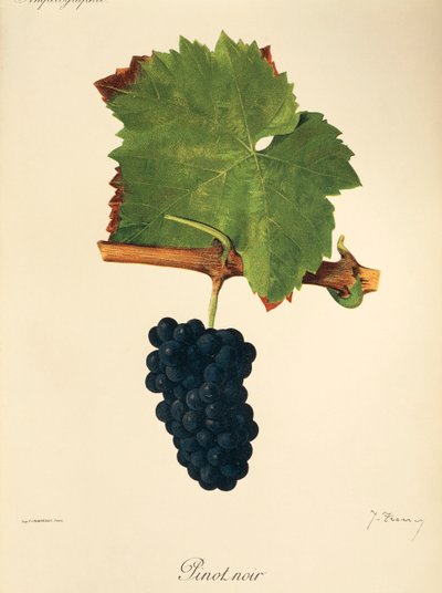 Pinot Noir szőlő, J. Troncy alkotó: Jules Troncy