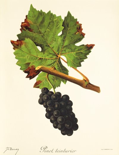 Pinot Teinturier szőlő, J. Troncy alkotó: Jules Troncy