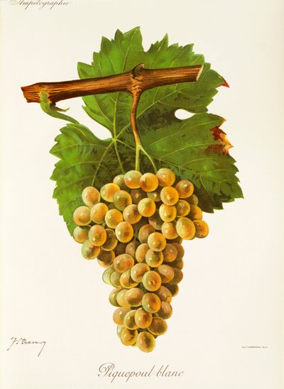 Piquepoul Blanc szőlő, J. Troncy alkotó: Jules Troncy