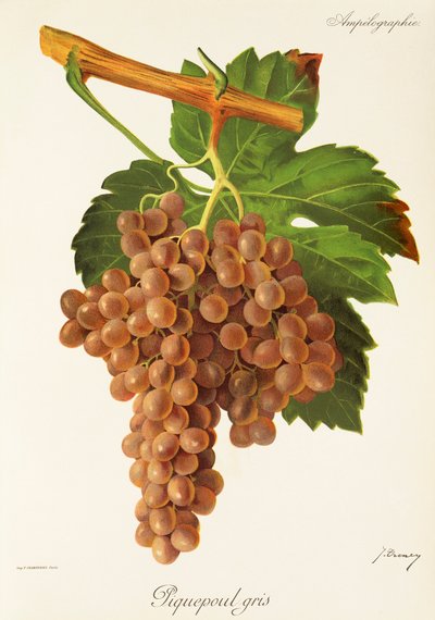 Piquepoul Gris szőlő, J. Troncy alkotó: Jules Troncy