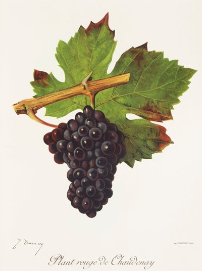 Ültess Rouge de Chaudenay szőlőt J. Troncytól alkotó: Jules Troncy