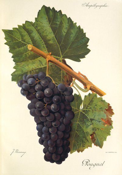 Pougnel szőlő, J. Troncy alkotó: Jules Troncy
