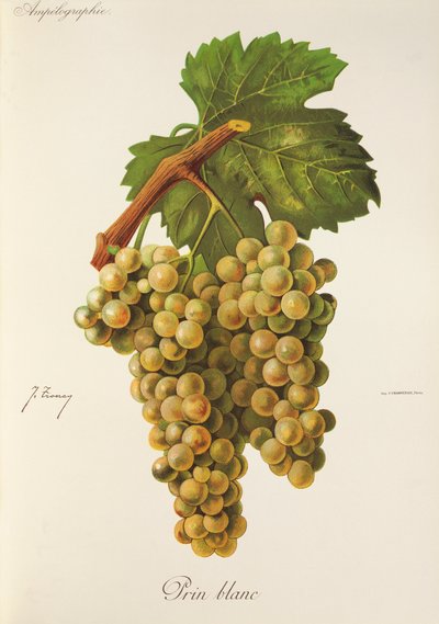 Prin Blanc szőlő, J. Troncy alkotó: Jules Troncy