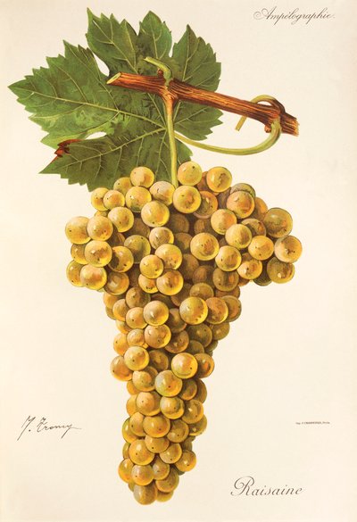 Mazsola szőlő, J. Troncy alkotó: Jules Troncy