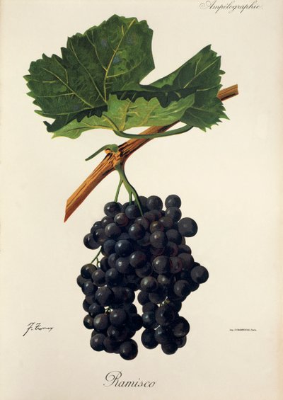 Ramisco szőlő, J. Troncy alkotó: Jules Troncy