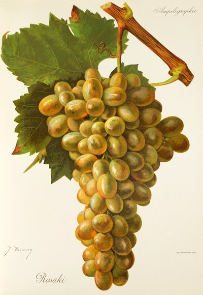 Rosaki grape by J. Troncy   1414017   hu       hungarian Successfully Translated  Original: Port of St. Louis, Les Voyages du Sieur de Champlain... by Samuel de Champlain Translat: Port of St. Louis, 
