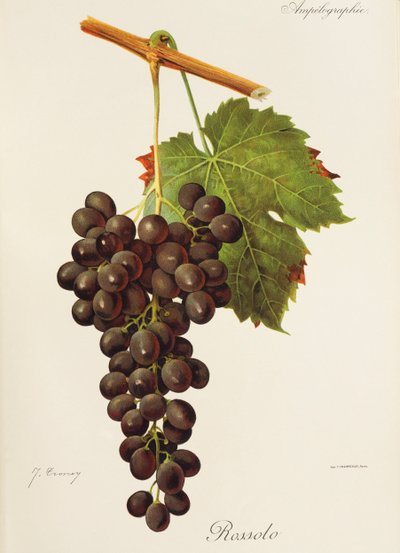 Rossolo szőlő, J. Troncy alkotó: Jules Troncy