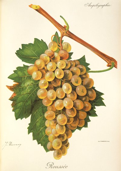 Roussee szőlő, J. Troncy alkotó: Jules Troncy