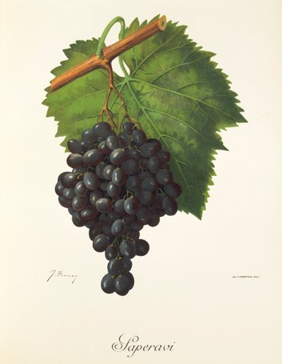 Saperavi szőlő, J. Troncy alkotó: Jules Troncy