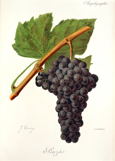 Souzao szőlő, J. Troncy alkotó: Jules Troncy