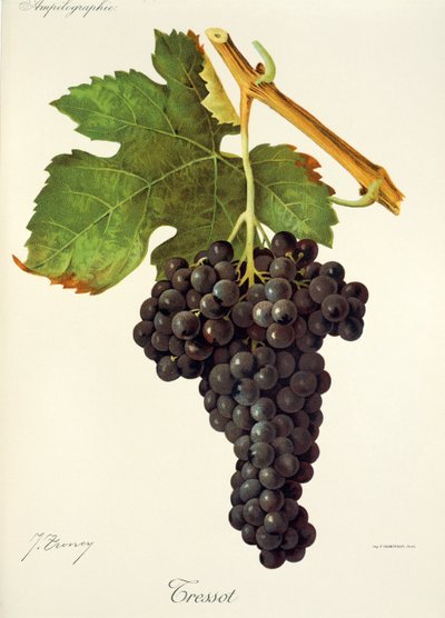 Tressot szőlő, J. Troncy alkotó: Jules Troncy