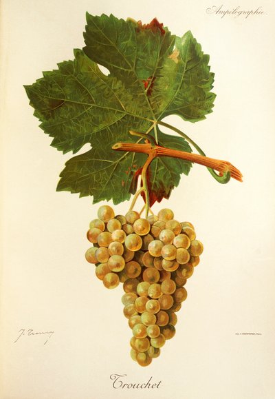 Trouchet szőlő, J. Troncy alkotó: Jules Troncy