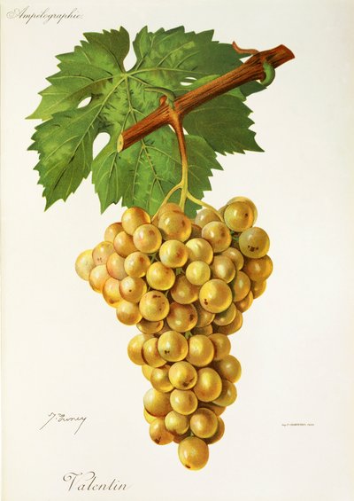 Valentin szőlő, J. Troncy alkotó: Jules Troncy