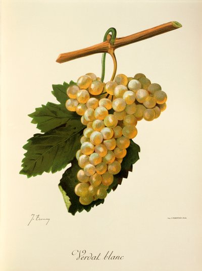 Verdat Blanc szőlő, J. Troncy alkotó: Jules Troncy