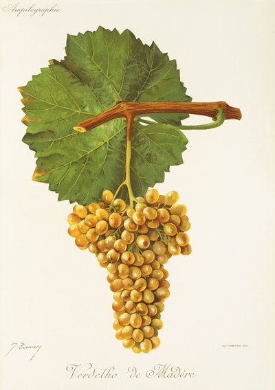 Greenness of Wood grape J. Troncy alkotó: Jules Troncy