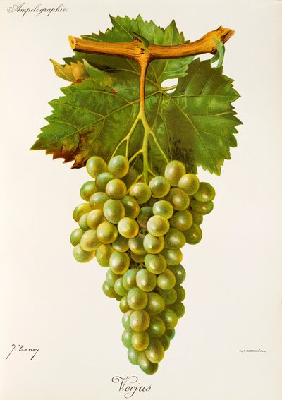 Verjus szőlő, J. Troncy alkotó: Jules Troncy