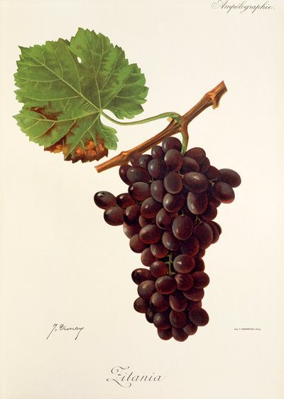 Zitania szőlő, J. Troncy alkotó: Jules Troncy