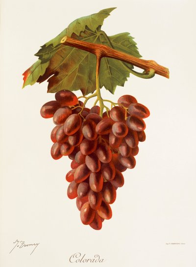 colorada szőlő, J. Troncy alkotó: Jules Troncy