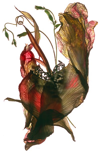 Morning Glory Canna Heart, 2012, (digitális fotogram) alkotó: Julia McLemore