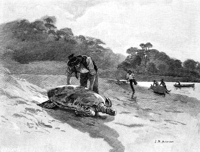 Teknősfogás, 1886. alkotó: Julian Ashton