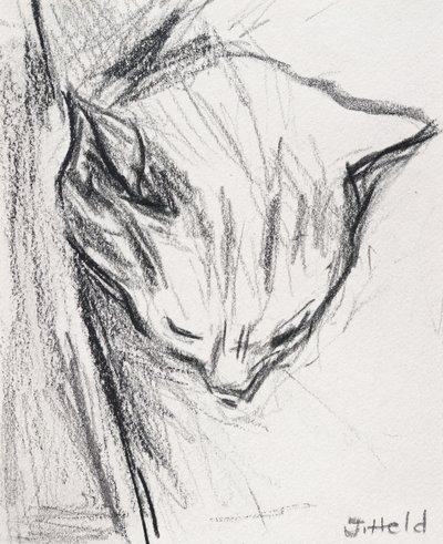 Alvó macska, 2015, (ceruza) alkotó: Julie Held