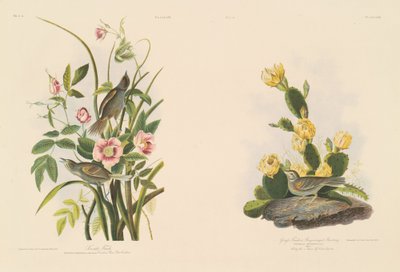 Tengerparti pinty; és Grafs Finch vagy Bay-Winged Bunting alkotó: Julius Bien after John James Audubon