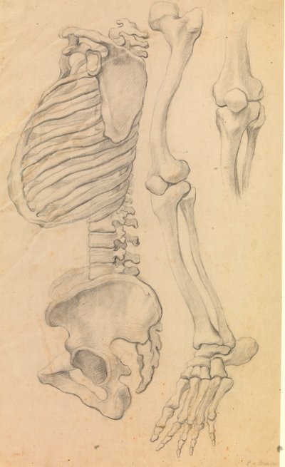 Gerinc mellkassal és medencével, profil balra; továbbá a bal láb csontjai a csípőtől a lábujjhegyig és a térd részlete. (1662?). alkotó: Karel van III Mander