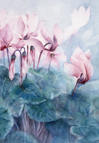 Pink Cyclamen Pseudibericum alkotó: Karen Armitage