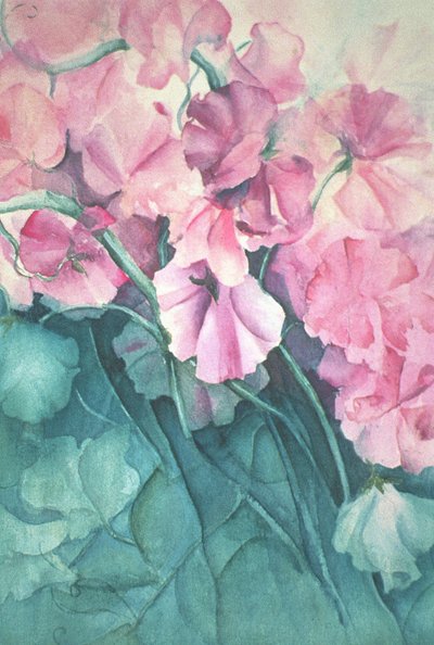 Édes borsó, Pink Pride (függőleges) alkotó: Karen Armitage