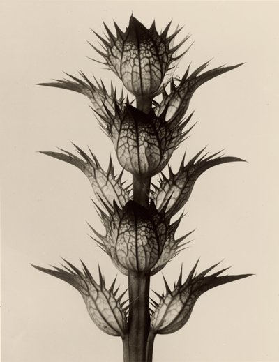 Acanthus mollis alkotó: Karl Blossfeldt