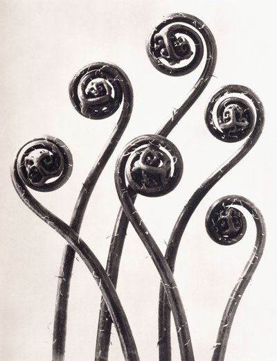 Adiantum Pedatum – amerikai leányszőrű páfrány, fiatal feltekert levelek nyolcszor nagyítva alkotó: Karl Blossfeldt
