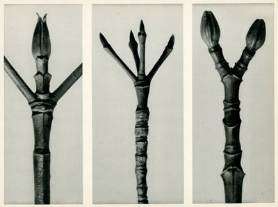 Cornus Nuttallii, 1929 (fénynyomat) alkotó: Karl Blossfeldt