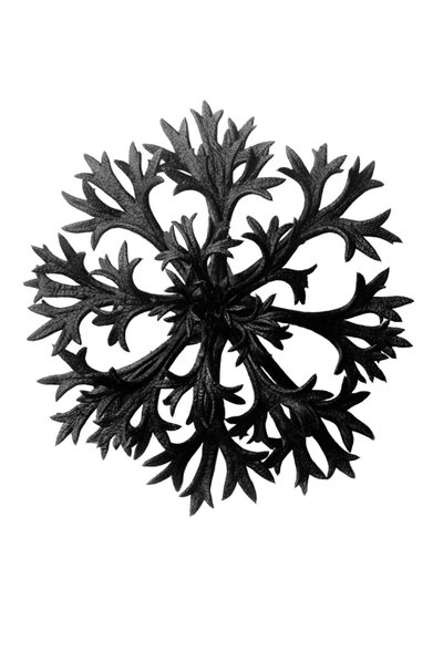 Eredeti művészeti formák alkotó: Karl Blossfeldt