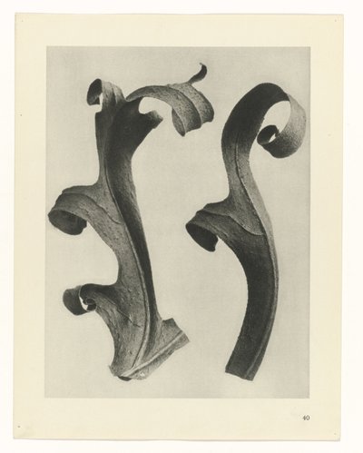 Növénytanulmányok A művészet archetípusai: fényképek a növényekről (sorozat címe) alkotó: Karl Blossfeldt