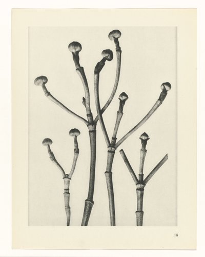 Növénytanulmányok A művészet archetípusai: fényképek a növényekről (sorozat címe) alkotó: Karl Blossfeldt