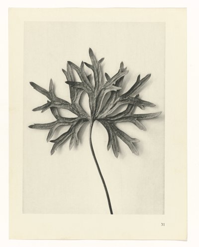 Növénytanulmányok A művészet archetípusai: fényképek a növényekről (sorozat címe) alkotó: Karl Blossfeldt