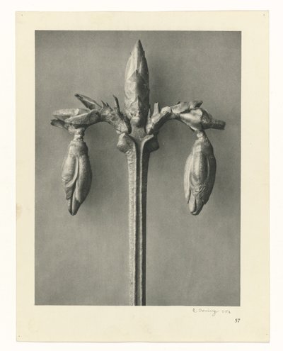 Növénytanulmányok A művészet archetípusai: fényképek a növényekről (sorozat címe) alkotó: Karl Blossfeldt