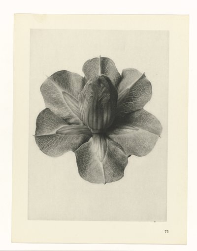 Növénytanulmányok A művészet archetípusai: fényképek a növényekről (sorozat címe) alkotó: Karl Blossfeldt