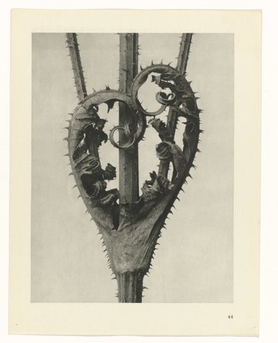 Növénytanulmányok A művészet archetípusai: fényképek a növényekről (sorozat címe) alkotó: Karl Blossfeldt