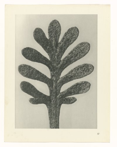 Növénytanulmányok A művészet archetípusai: fényképek a növényekről (sorozat címe) alkotó: Karl Blossfeldt