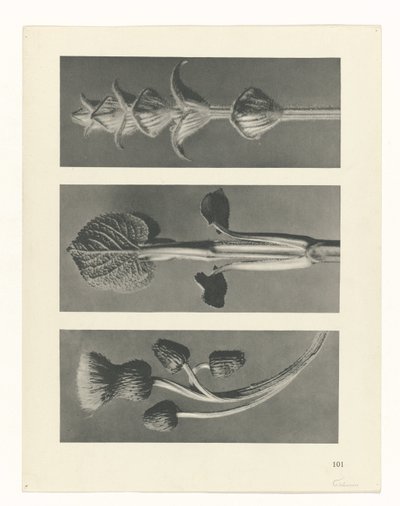 terv tanulmány A művészet archetípusai (sorozat címe) alkotó: Karl Blossfeldt
