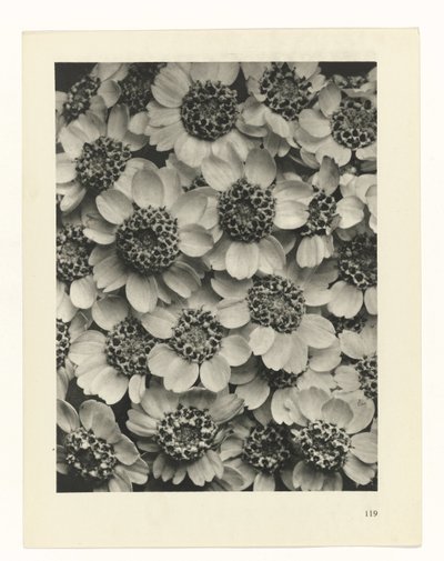 terv tanulmány A művészet archetípusai (sorozat címe) alkotó: Karl Blossfeldt
