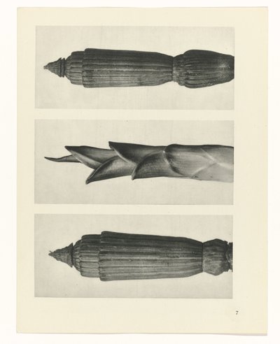 terv tanulmány A művészet archetípusai (sorozat címe) alkotó: Karl Blossfeldt