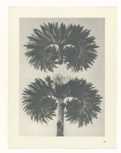 terv tanulmány A művészet archetípusai (sorozat címe) alkotó: Karl Blossfeldt