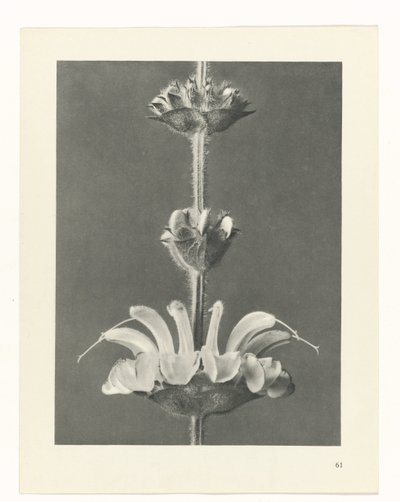 terv tanulmány A művészet archetípusai (sorozat címe) alkotó: Karl Blossfeldt