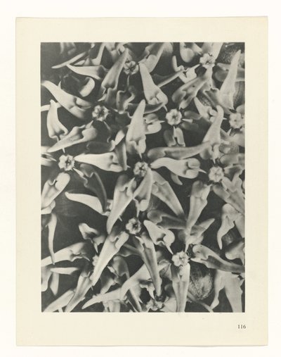 terv tanulmány A művészet archetípusai (sorozat címe) alkotó: Karl Blossfeldt