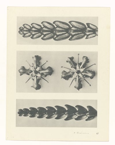 terv tanulmány A művészet archetípusai (sorozat címe) alkotó: Karl Blossfeldt